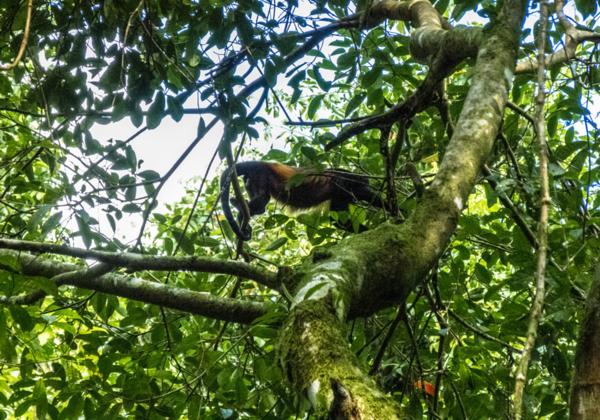 Richtung Corcovado über Sierpe und Drake Richtung Corcovado über Sierpe und Drake Ursprüngliche Natur